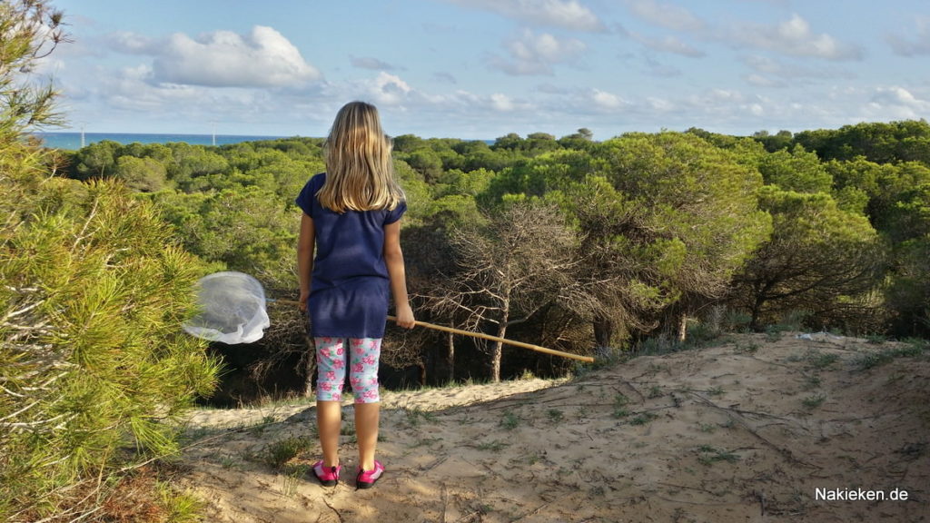 Ein Wald am Meer