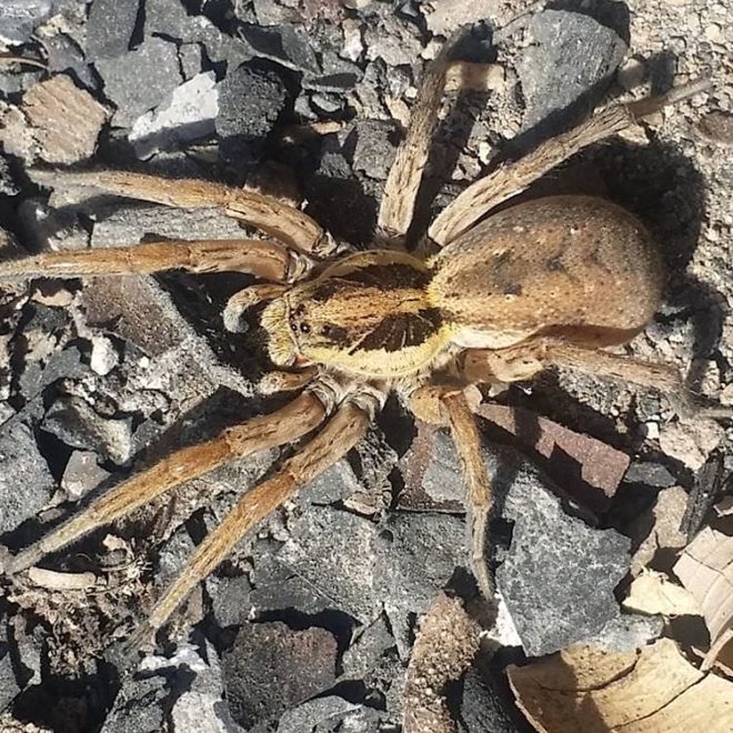 Unbekannte Spinne in Torrevieja gefunden